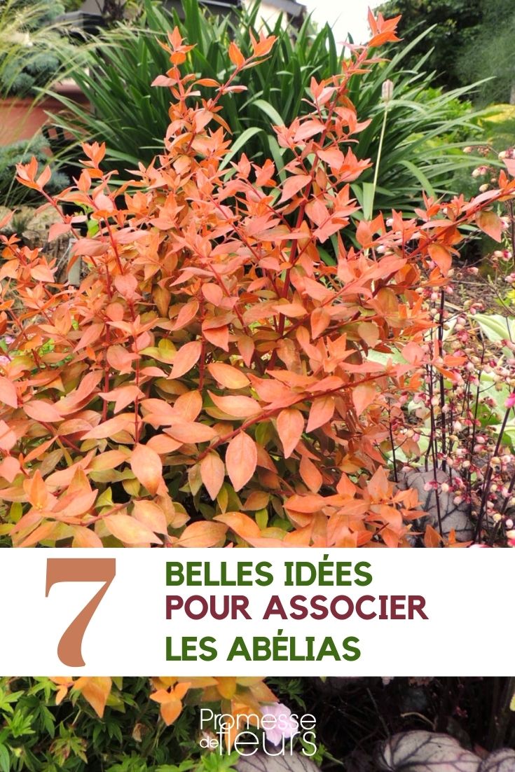 abelia-associer abelia-associer