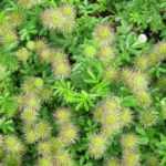 Associate the acaena