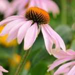 5 reasons to buy perennial plants in large pots