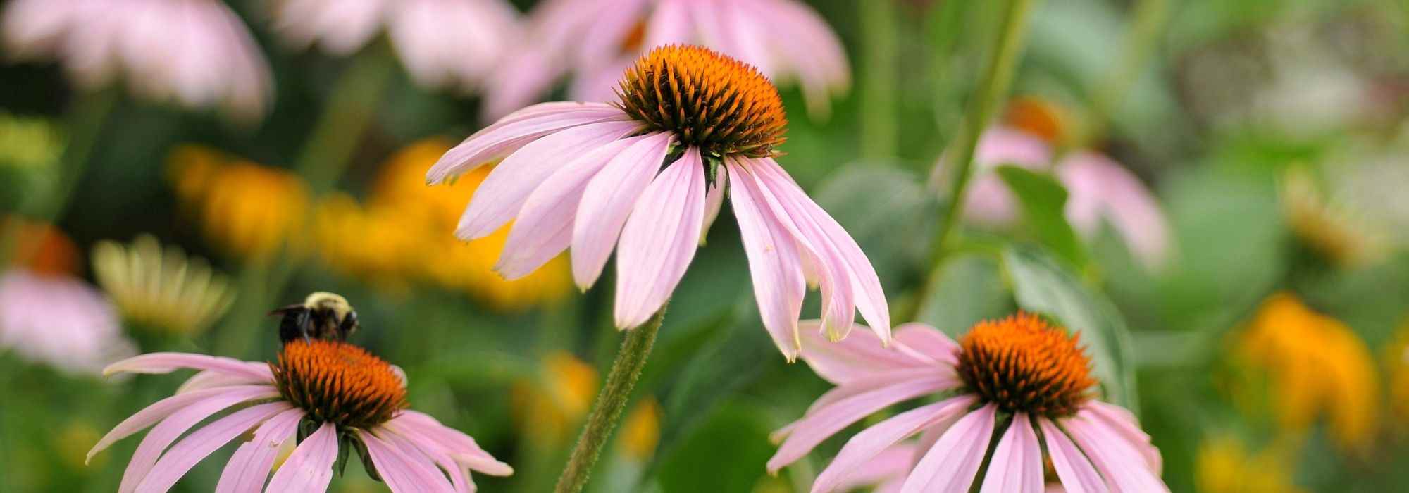 5 reasons to buy perennial plants in large pots