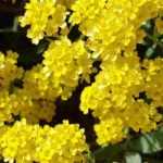 Growing Alyssum or Basket of Gold in Pots