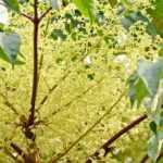Associate the Aralia