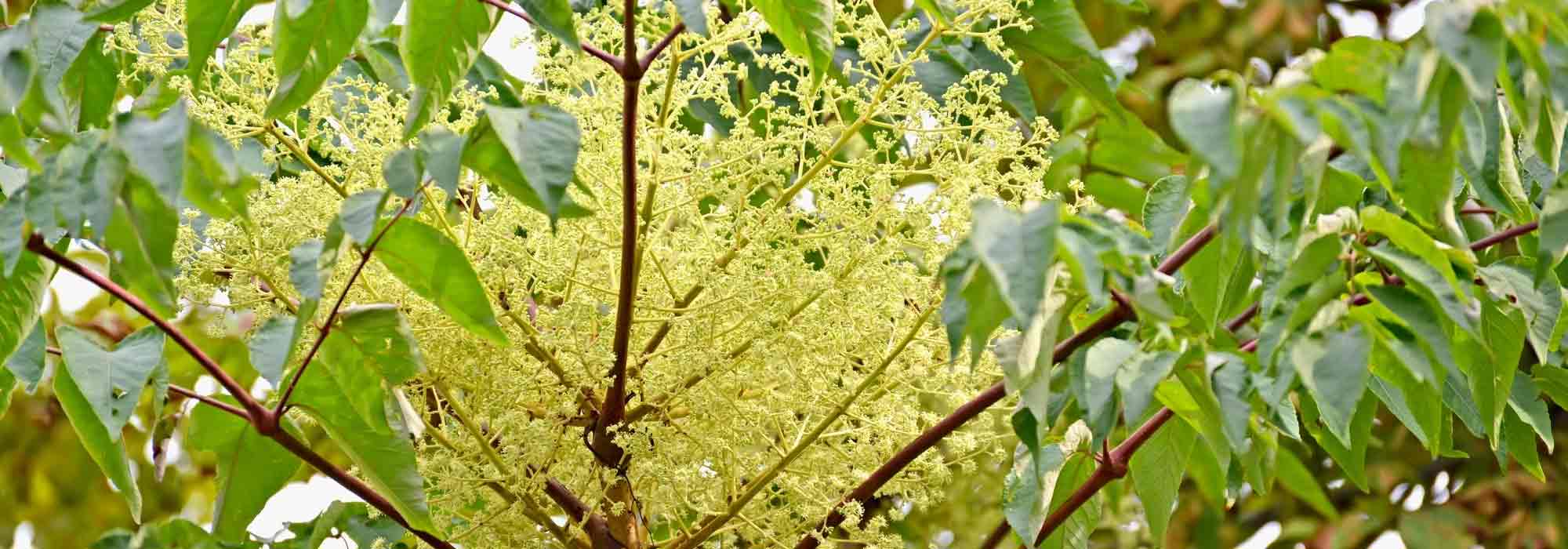 Associate the Aralia