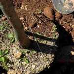 Planting large trees and bushes: for an immediate impact