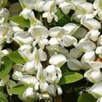 7 trees with white flowers