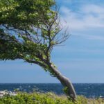 10 wind-resistant trees