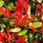 9 Bushes for Beginners' Hedges