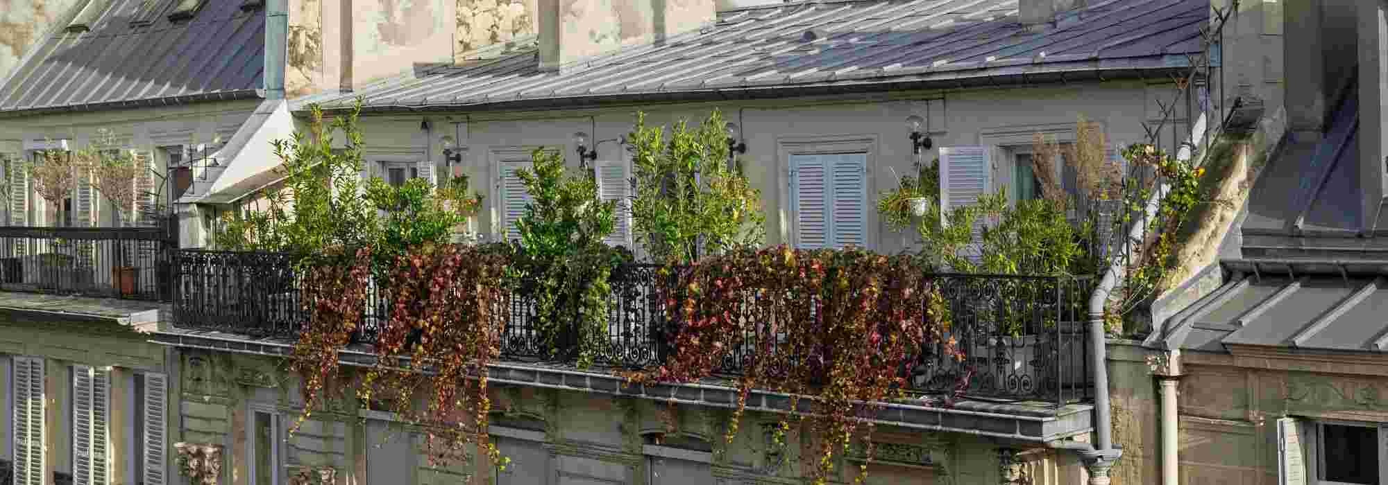 5 bushes to grow on a windy balcony