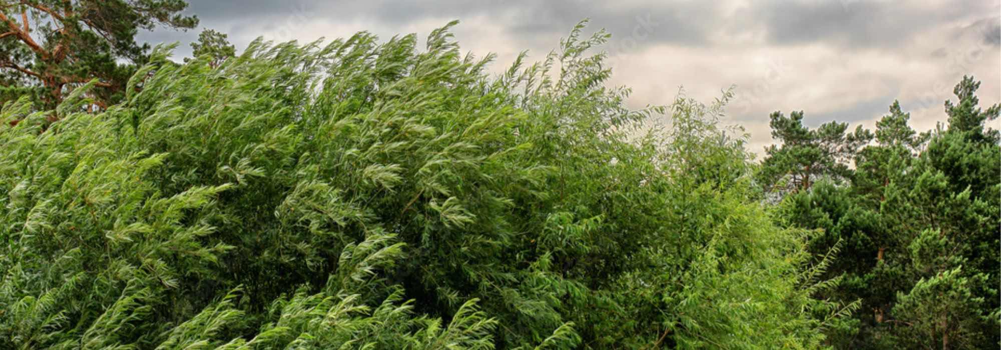 10 wind-resistant shrubs