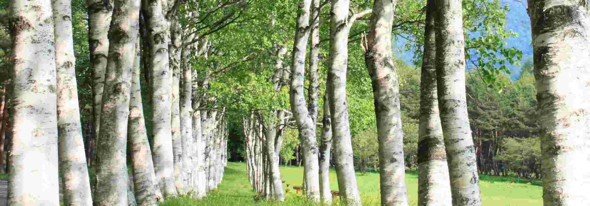 Associate the birches