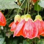 Associate Abutilon