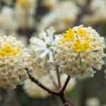 6 pairing ideas with Edgeworthia