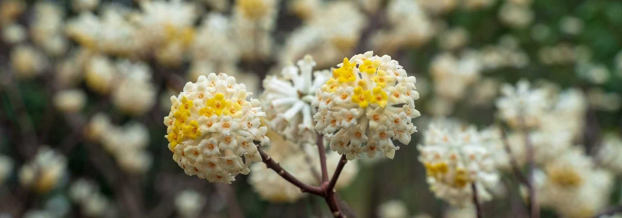6 pairing ideas with Edgeworthia