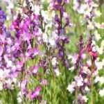 5 ideas for pairing lavender