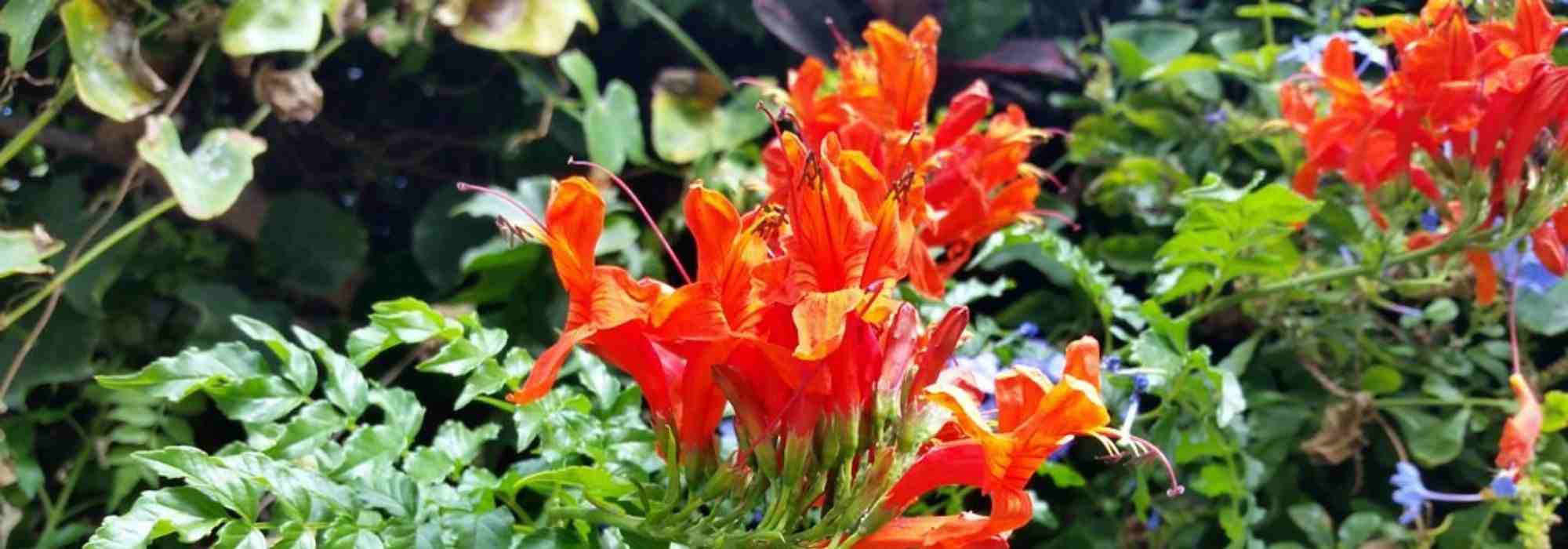 Climbing plants: the longest flowering