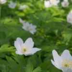 Associate wood anemones