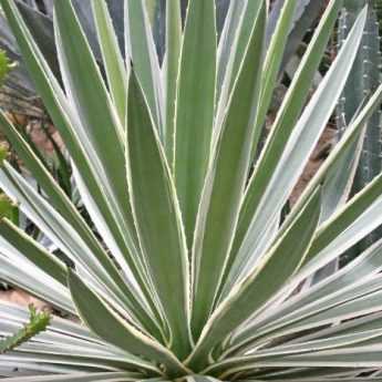 Taking a cutting from a yucca