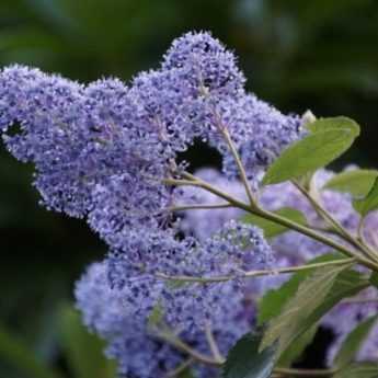 Taking cuttings from Ceanothus