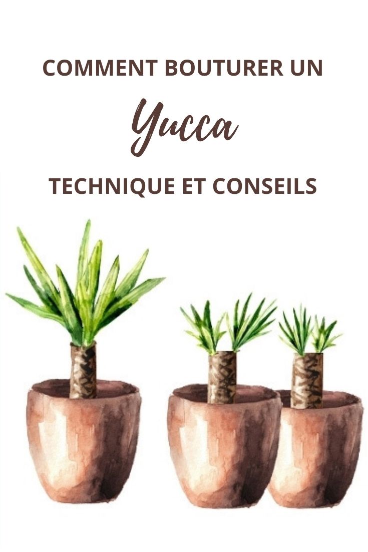 Taking Cuttings from a Yucca
