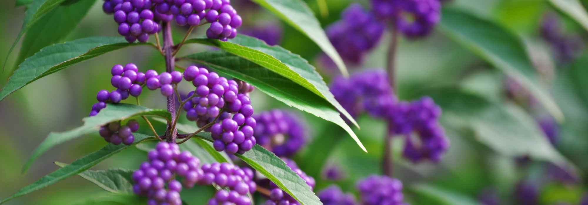 Callicarpa: 5 pairing ideas