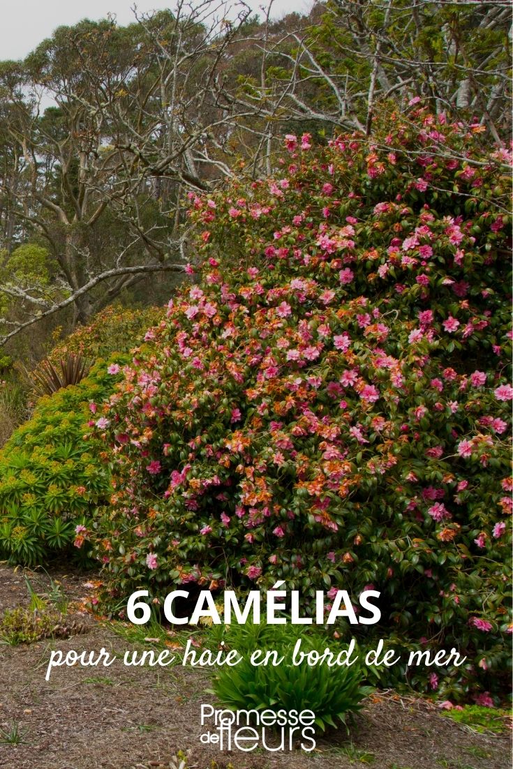 Camellia Hedge for Coastal Gardens Camellia Hedge by the Seashore