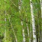 Choosing a birch