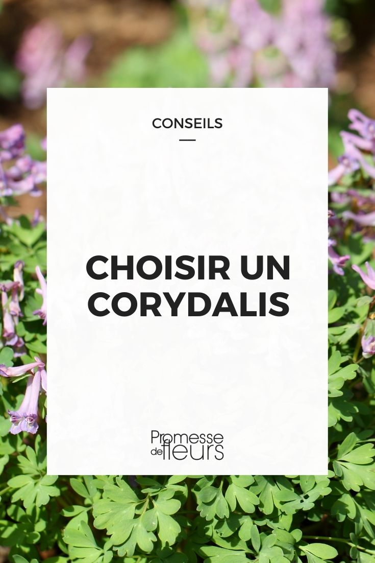 Choose Corydalis Choose Corydalis