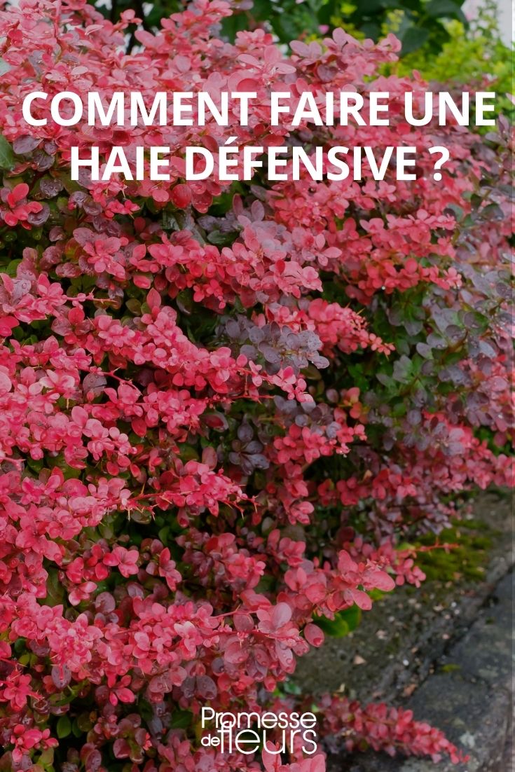 How to Create a Defensive Hedge
Creating a defensive hedge can be an effective way to enhance the security and privacy of your garden while also adding aesthetic value. Here are some steps and tips to help you establish a robust defensive hedge:
1. **Choose the Right Plants**: Opt for species that are dense and can grow to the desired height. Common choices include Hawthorn (Crataegus), Blackthorn (Prunus spinosa), and Holly (Ilex aquifolium). These plants not only have thorns that deter intruders but are also hardy and require minimal maintenance once established.
2. **Plan Your Layout**: Measure the area where you want to plant the hedge and plan the layout. Ensure there is enough space for the plants to grow both in height and width. Spacing between plants should be about 30-50 cm apart, depending on the species.
3. **Prepare the Soil**: Dig a trench along the line where the hedge will be planted. The trench should be deep and wide enough to accommodate the root system of the plants. Enrich the soil with compost to give your plants a healthy start.
4. **Planting**: Plant the shrubs in the trench and water them thoroughly. It’s best to plant during the dormant season (late autumn to early spring), as this gives the plants a better chance to establish roots before the growing season.
5. **Initial Care**: Keep the area around the plants weed-free and water regularly, especially during dry periods. Mulching can help retain moisture and suppress weeds.
6. **Pruning and Maintenance**: Start pruning early to encourage dense growth. Trim the hedge annually to shape it and promote thicker foliage. This not only enhances the hedge's defensive properties but also keeps it looking neat.
7. **Pest and Disease Management**: Keep an eye out for any signs of pests or diseases. Early detection and treatment can prevent more serious problems.
A well-planned defensive hedge not only secures your garden but also provides a habitat for wildlife and adds to the overall beauty of your landscape. Remember, patience is key – it may take several years for the hedge to fully mature and achieve the desired effect. How to Create a Defensive Hedge
Creating a defensive hedge is not only about enhancing your garden's aesthetics but also about adding an extra layer of security to your property. Here’s a step-by-step guide to help you establish a robust and beautiful defensive hedge.
### Step 1: Choose the Right Plants
Select plants that are dense and can grow thorns or have prickly leaves. Some excellent choices include {glossary:Berberis}, {glossary:Pyracantha}, and {glossary:Holly}. These plants not only deter intruders but also provide habitat for wildlife.
### Step 2: Plan Your Layout
Before planting, plan the layout of your hedge. Consider the ultimate height and density you desire. Ensure the plants are spaced closely enough to form a dense barrier when mature.
### Step 3: Prepare the Soil
Prepare the planting area by removing weeds and amending the soil with compost to improve fertility and drainage. This step is crucial for the healthy growth of your plants.
### Step 4: Planting
Plant your chosen shrubs at the recommended spacing to ensure they grow together into a dense hedge. Water them thoroughly after planting and mulch around the base to retain moisture and suppress weeds.
### Step 5: Regular Maintenance
Prune your hedge regularly to encourage bushy growth and maintain its defensive properties. Fertilize annually to promote healthy, vigorous plants that can withstand pressure and damage.
### Step 6: Monitor and Protect
Keep an eye on your hedge for signs of disease or pest infestation. Early detection and treatment can prevent serious damage and keep your hedge robust and impenetrable.
By following these steps, you can create a defensive hedge that not only enhances the security of your property but also contributes to its aesthetic appeal and ecological value.