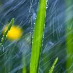 Heavy rain in the garden: how to manage?