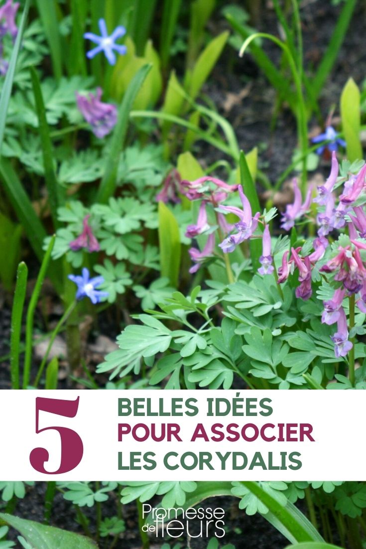 corydalis-associer corydalis-combine