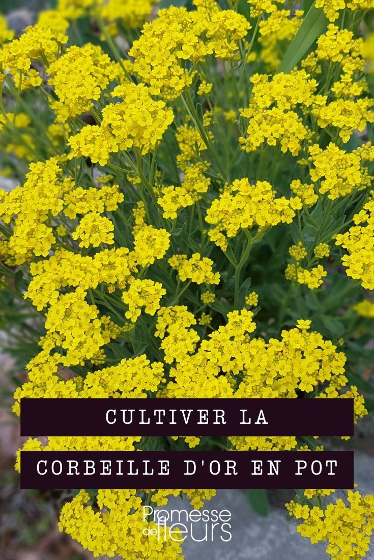 Growing Basket of Gold in Pots Growing Basket of Gold in Containers