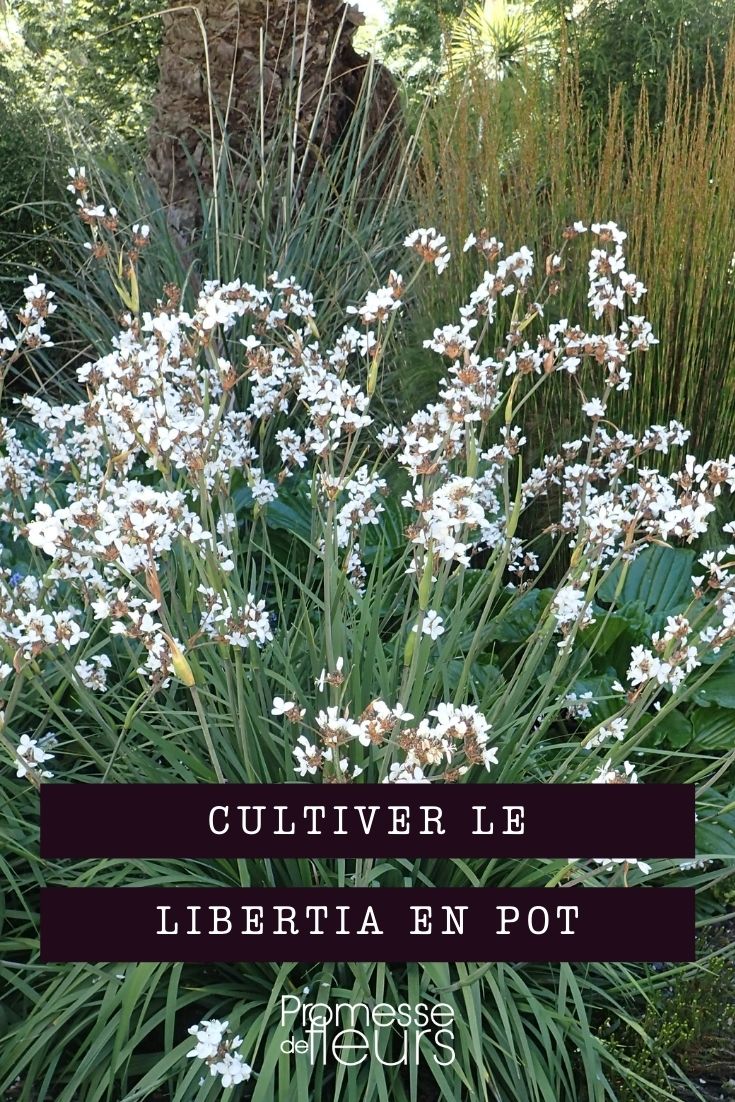 Growing {Libertia} in Pots Growing Libertia in Pots
Libertia, with its striking, sword-like foliage and delicate flowers, is an excellent choice for container gardening. Here’s a guide to help you successfully grow Libertia in pots, ensuring it thrives and brings a touch of elegance to your patio or balcony.
**Choosing the Right Pot**
Select a pot that is wide enough to accommodate the root system of the Libertia, with plenty of room for growth. Ensure the pot has adequate drainage holes to prevent waterlogging, which could lead to root rot.
**Soil Requirements**
Libertia prefers well-draining soil. Mix garden soil with some sand or perlite to enhance drainage. A balanced potting mix designed for container plants can also be used.
**Positioning**
Place your Libertia in a spot where it can receive full sun to partial shade. Although it tolerates various light conditions, ample sunlight encourages better flowering.
**Watering**
Water the plant regularly to keep the soil moist, but not waterlogged. During the growing season, ensure the soil is consistently damp. Reduce watering in the winter months when the plant’s growth slows down.
**Feeding**
Feed your Libertia with a general-purpose liquid fertilizer every four to six weeks during the growing season. Do not over-fertilize, as this can lead to poor growth and fewer flowers.
**General Care**
Deadhead spent flowers to encourage new blooms. In spring, trim back any dead or damaged foliage to maintain a tidy appearance and promote healthy growth.
**Winter Care**
If you are in a cooler climate, protect your potted Libertia from frost. Move the pot to a sheltered location or wrap it in horticultural fleece during cold snaps.
By following these tips, your Libertia should thrive in a pot, adding a beautiful and unique element to your garden displays. Happy gardening!