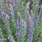 Growing hyssop in pots