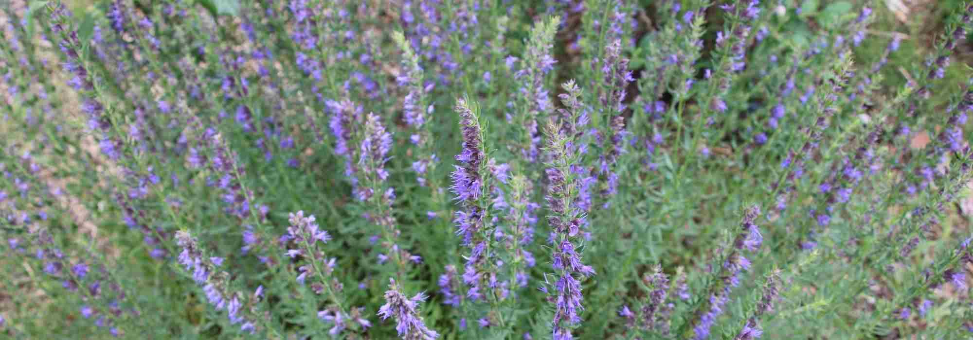 Growing hyssop in pots