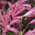 How to grow Nerines in pots