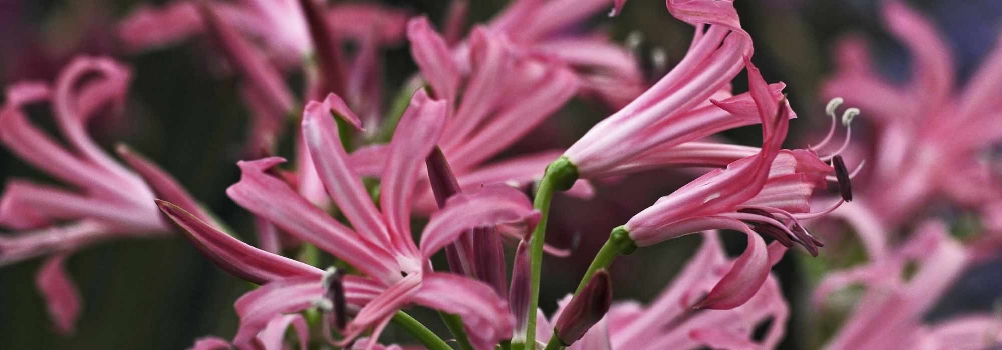 How to grow Nerines in pots