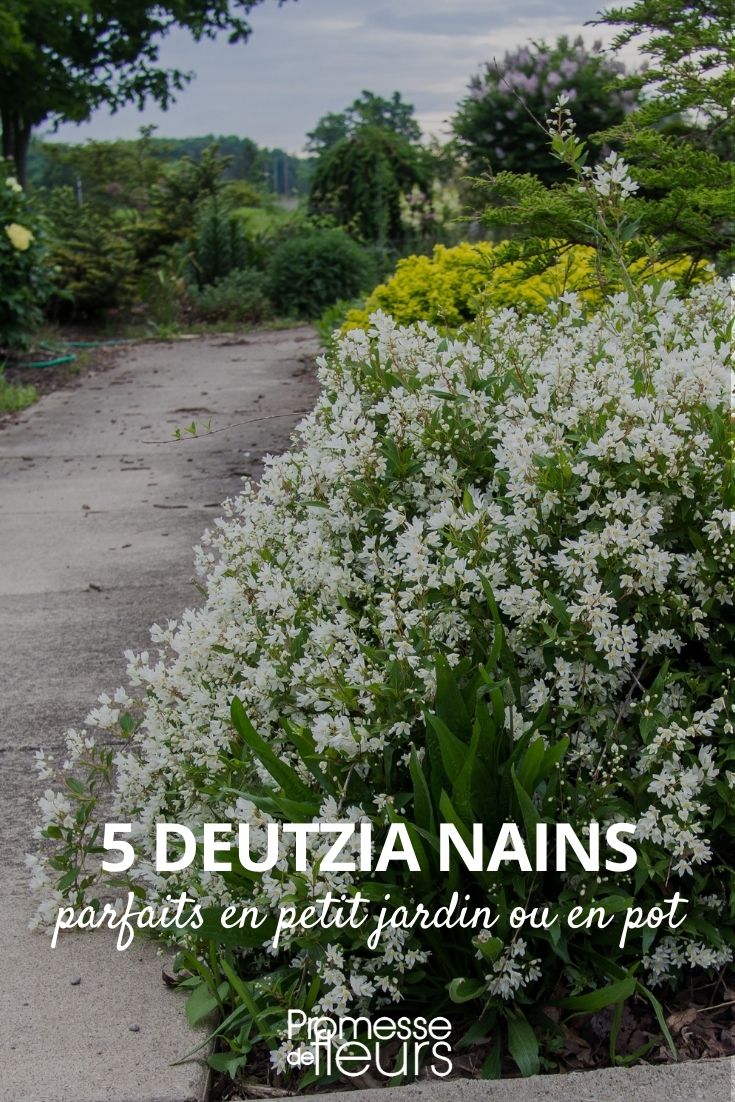dwarf deutzias Dwarf Deutzia for Small Gardens or Pots