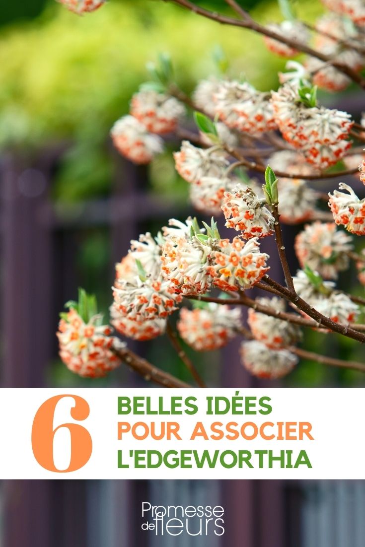 edgeworthia-associer edgeworthia-associer