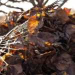 7 trees with easily decomposable leaves