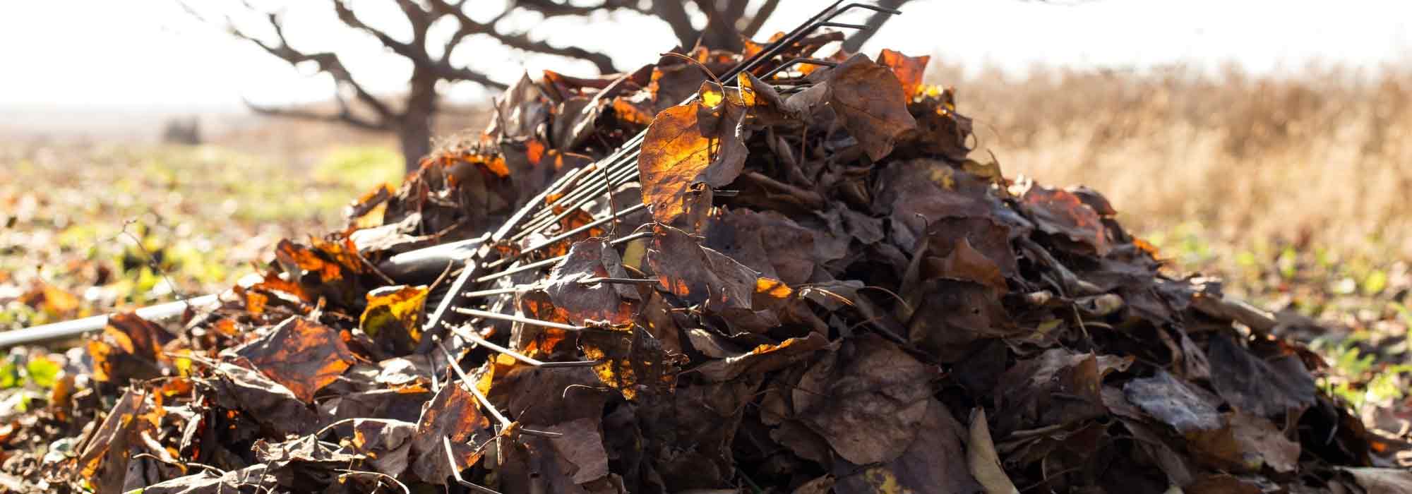 7 trees with easily decomposable leaves