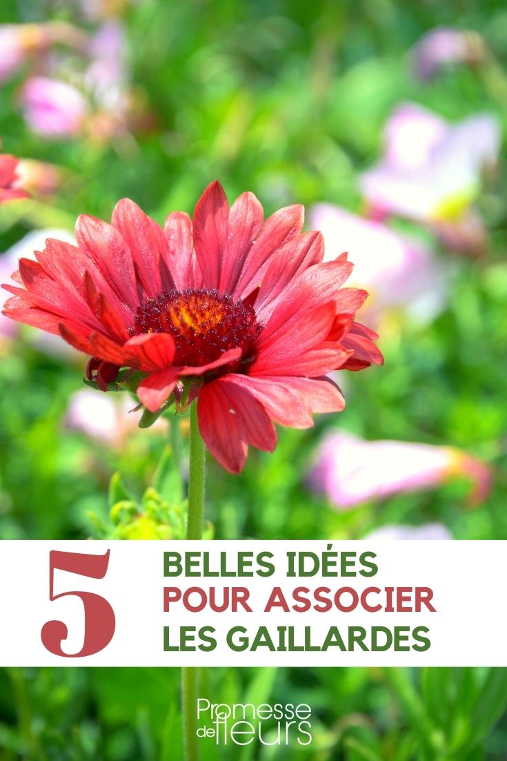 blanket flower-companion blanket flower-companion