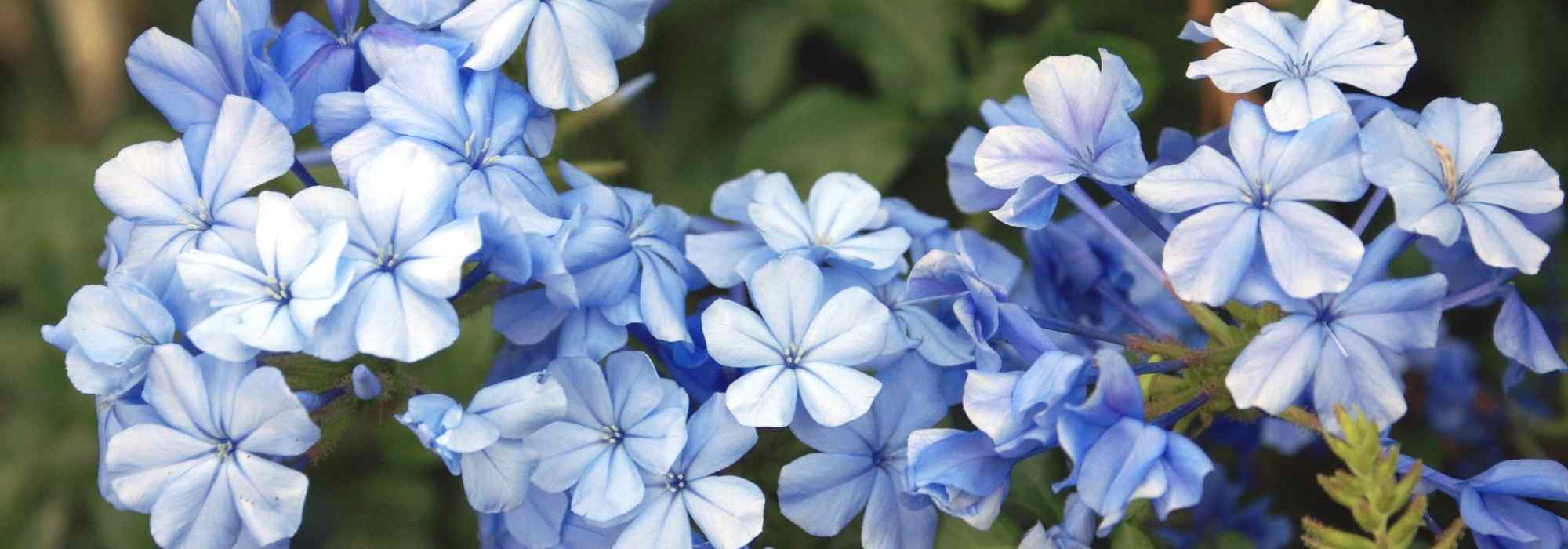 8 climbing flowers you must have in your garden