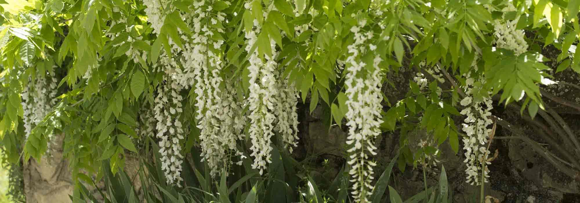 6 climbing plants with white flowers