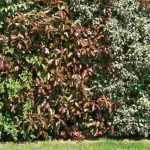 How to create a privacy hedge?