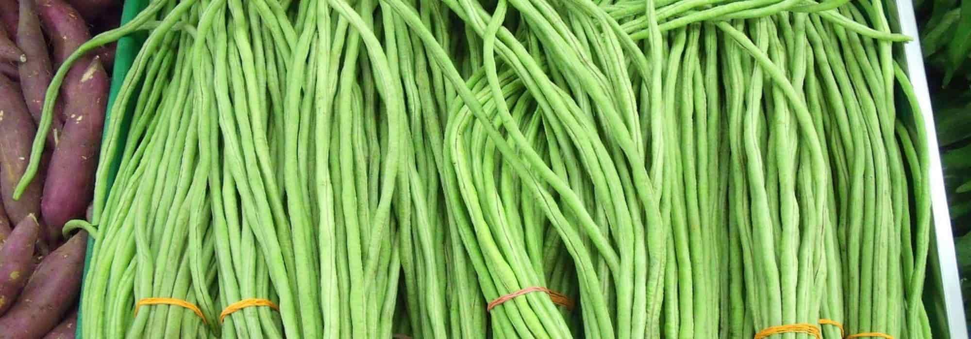 Yardlong Bean: Sowing, Growing and Harvesting