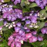 7 purple flowering bushes