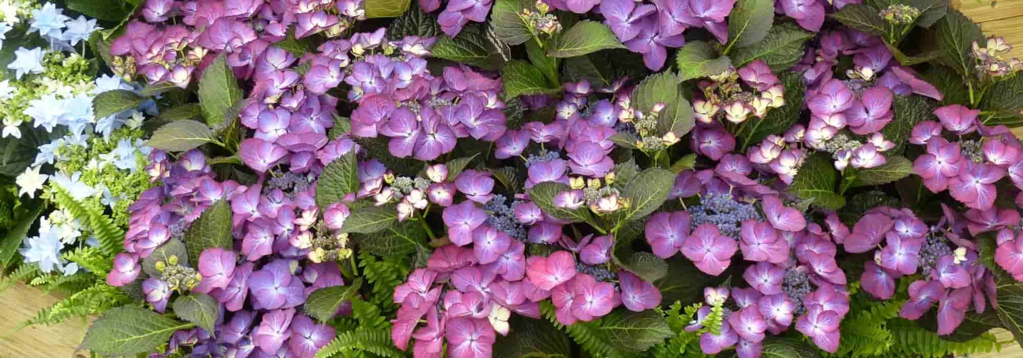 7 purple flowering bushes