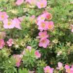 How to pair cinquefoil or potentillas?
