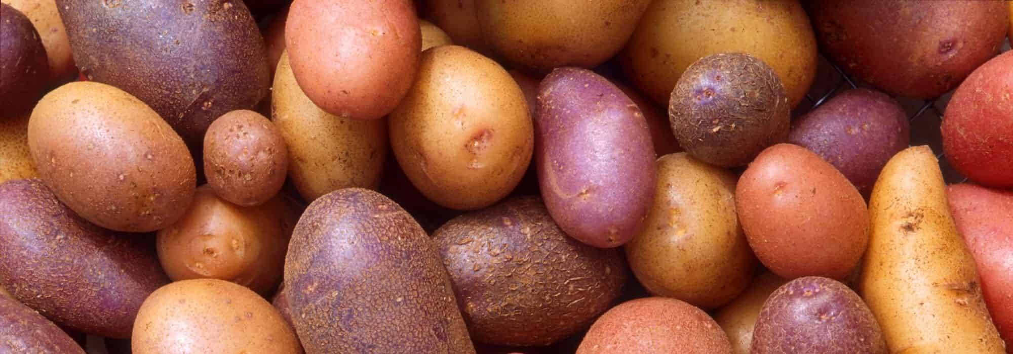 Growing new potatoes