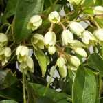 Holboellia: 7 Successful Companion Planting Ideas